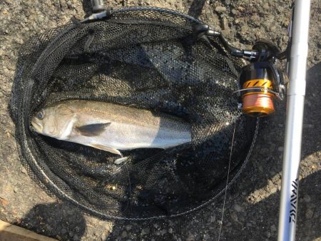 サビキでスズキ